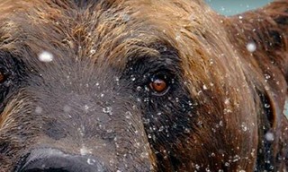 De Hongerspelen: de grote beer van Alaska