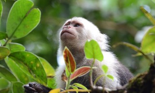 De natuur in: Colombia