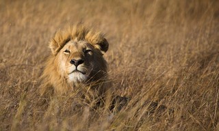 Die Großkatzen der Masai Mara