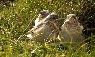 Die Ostfriesischen Inseln