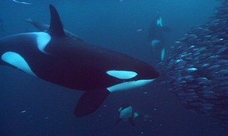 Die sozialen Netzwerke der Tiere