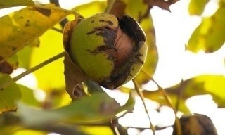 Die Walnuss-Knacker - Superfood aus Mecklenburg