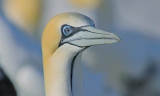 Die Wildnis Afrikas: Vier Jahreszeiten