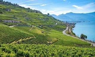 Die wunderbare Welt der Weine