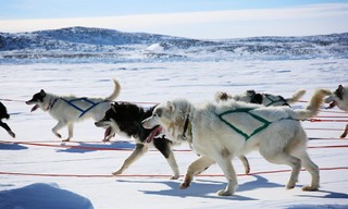 Dogs: The untold story