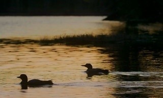 Duikers: een schreeuw uit de mist