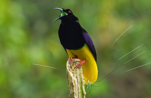 Netflix-tip: Dancing with the birds