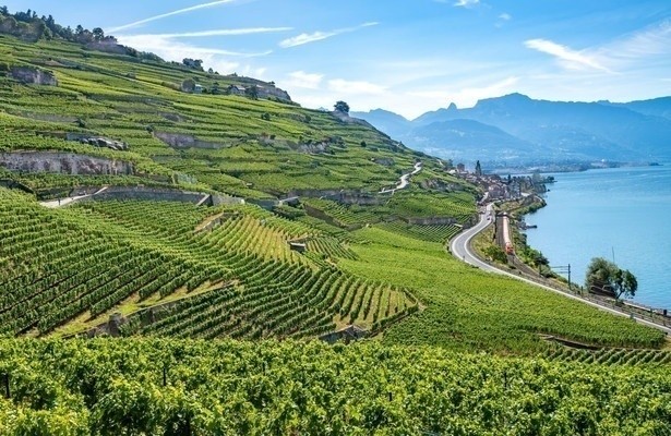 Die wunderbare Welt der Weine