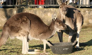 Een dag in de dierentuin