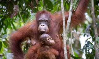Erlebnis Erde: Orang-Utans - So nah wie nie