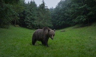 Europe's Wild Marvels