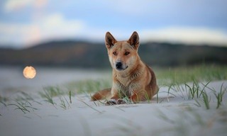 Extraordinary Australia