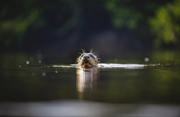 Earth's Great Rivers