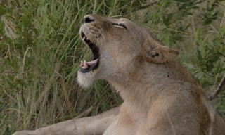 Food trail: South Africa