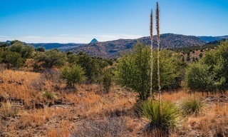 Fremder Stern Texas - Mehr als Cowboys, Öl und Wilder Westen