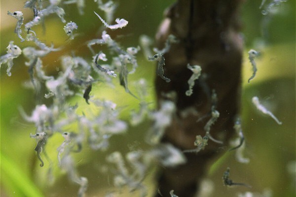 Vierhonderd soorten koraal in het rif