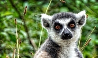 Gangs of Lemur island