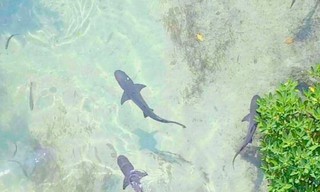 Geheimen van de Betoverende Wateren