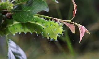 Geheimnisvolle Wiesenwelt