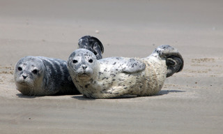 Geo Reportage: Notruf Nordseeküste - Die Robben-Retter