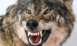 Gevecht tussen de Alfa's