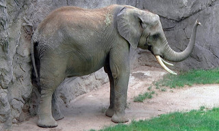 Giraffe, Erdmännchen & Co.