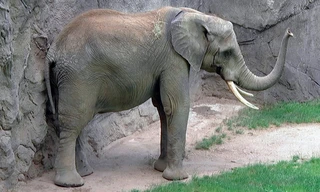 Giraffe, Erdmännchen & Co.