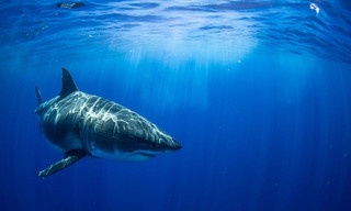 Great White vs. Tiger Shark