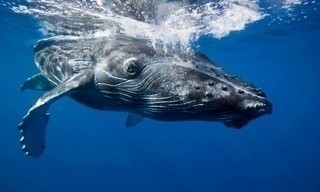 Grote blauwe wildernis