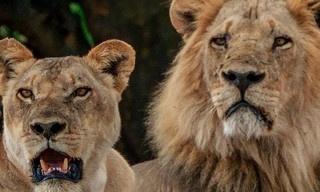 Grote katten, kleine wereld