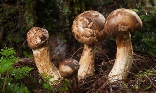 Gute Nachrichten vom Planeten