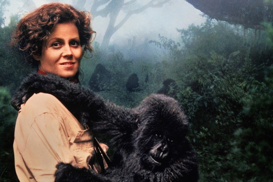 Gorillas In The Mist