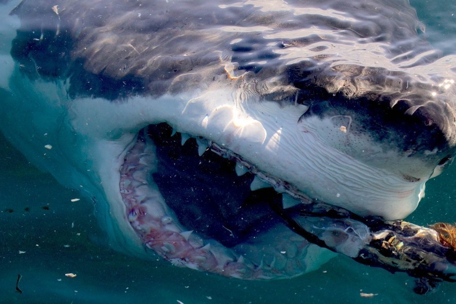 Great White Serial Killer: Sea of Blood