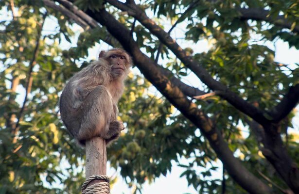 Het Echte Leven in de Dierentuin