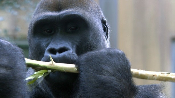 Beschuit met muisjes bij panda’s