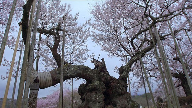 De verhalen van de bomen 