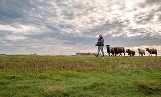 Hallig Hooge - Entscheidung fürs Leben: Harte Arbeit und ein Halligbaby