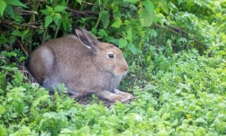 Hasenalarm - Die Welt der Langohren