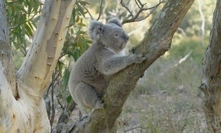 Het geheime leven van de koala