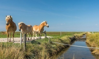 How Do Animals Do That