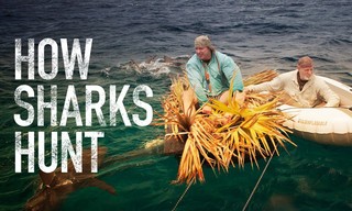 How sharks hunt