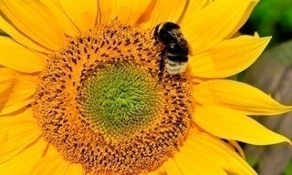 Hummeln - Bienen im Pelz