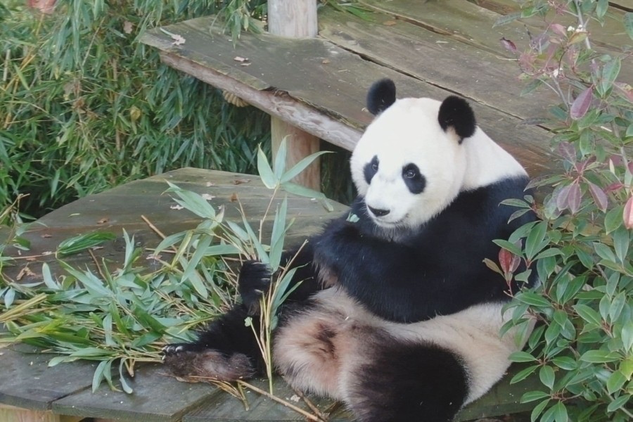 Het echte leven in de dierentuin