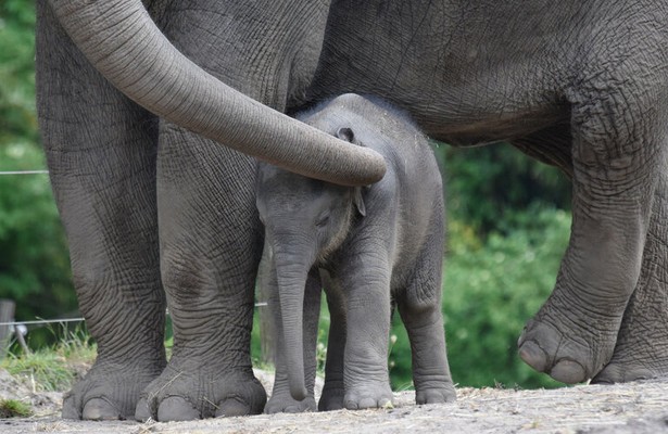 Leven en dood in dierentuin Blijdorp