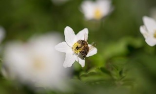 Im Wald der wilden Bienen