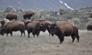 Im Zauber der Wildnis