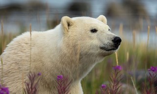 Incredible animal journeys