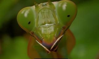 Insekten die over de wereld heersen