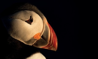 Islands Papageitaucher - Geliebt und gefährdet