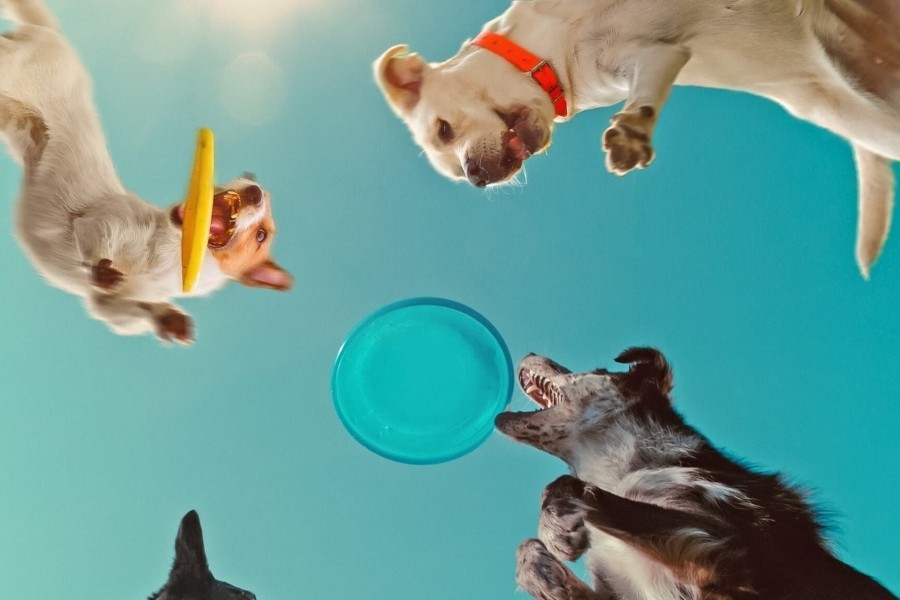 Inside the Mind of a Dog